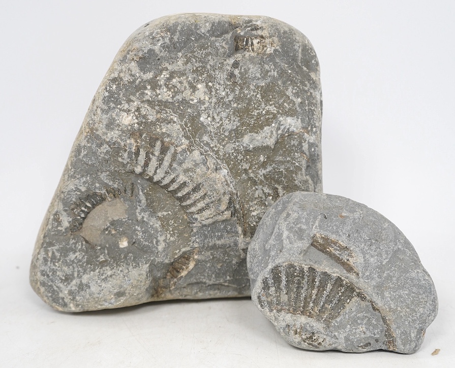 Two ammonites in a marine sedimentary rock matrix, tallest 19cm. Condition - fair